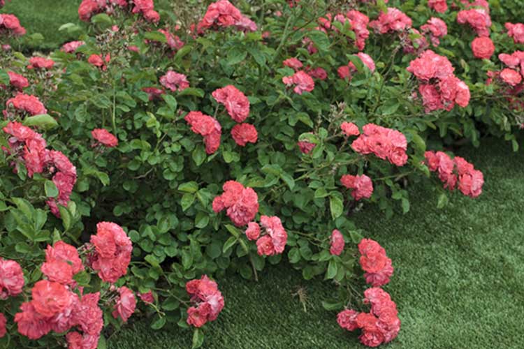 Rose Coral Drift Photo credit & courtesy of “Star® Roses and Plants”