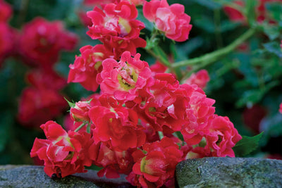 Rose Drift Red Photo credit & courtesy of “Star® Roses and Plants”