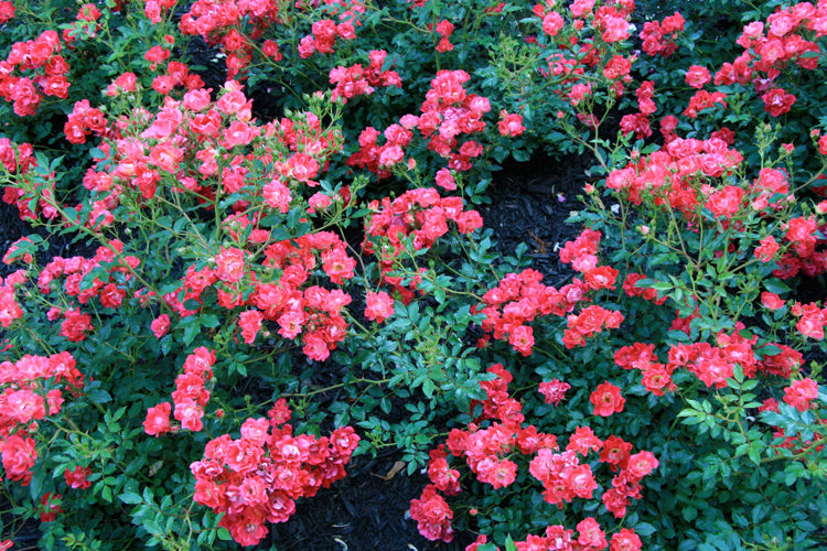 Rose Drift Red Photo credit & courtesy of  “Star® Roses and Plants”