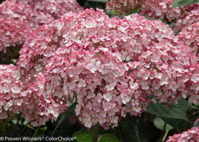 Hydrangea Incrediball® Blush  Photo courtesy of Proven Winners - www.provenwinners.com