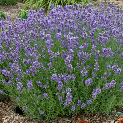 Lavender Munstead Photo courtesy of Walters Gardens, Inc