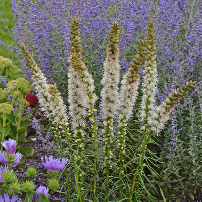 White Liatris photo courtesy of Walters Gardens