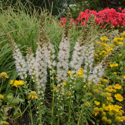 White Liatris photo courtesy of Walters Gardens