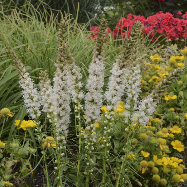 White Liatris photo courtesy of Walters Gardens