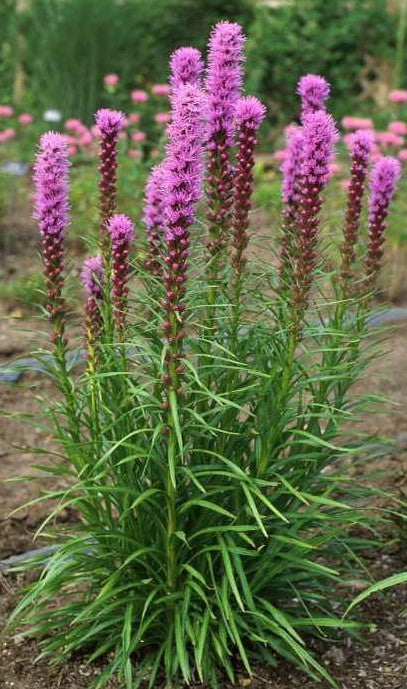 Liatris 'Kobold' plant photo credit & courtesy of Walters Gardens