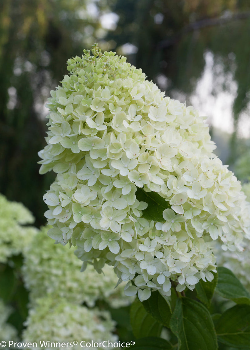 Hydrangea Little Lime for sale | Shop Stuart's – Stuart's