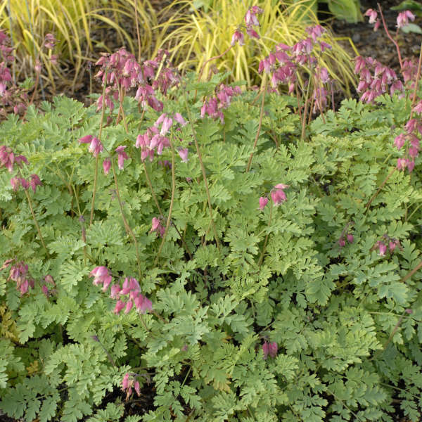 dicentra luxuriant photo courtesy of Walters gardens