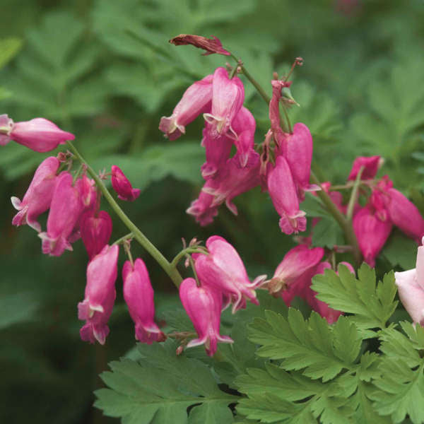 dicentra luxuriant photo courtesy of Walters gardens