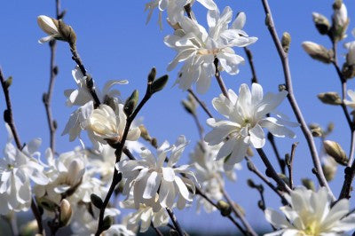 Royal star magnolia Photo courtesy Bailey Nurseries, Inc