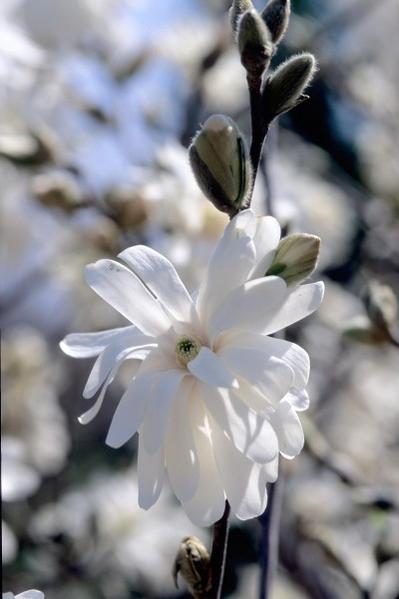 Royal Star Magnolia photo courtesy of Bailey Nurseries