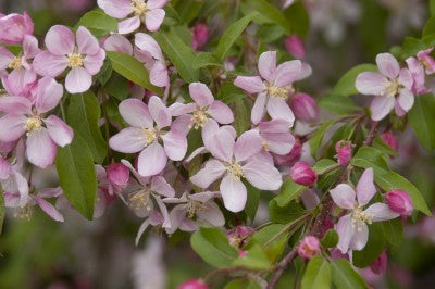 Crabapple Lousia Weeping flowers Photo courtesy of Bailey Nurseries