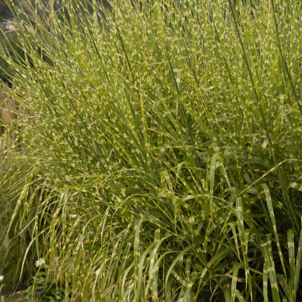 Grass-Miscanthus sinensis 'Strictus',1 gallon