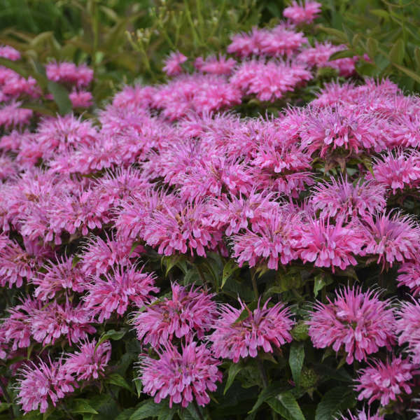 Monarda Bubble Gum Blast, 1 gallon