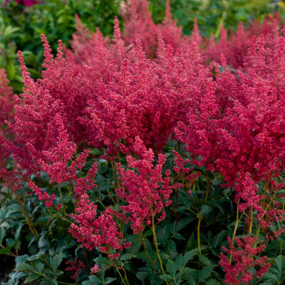 Montgomery astilbe Photo credit & courtesy of Walters Gardens, Inc