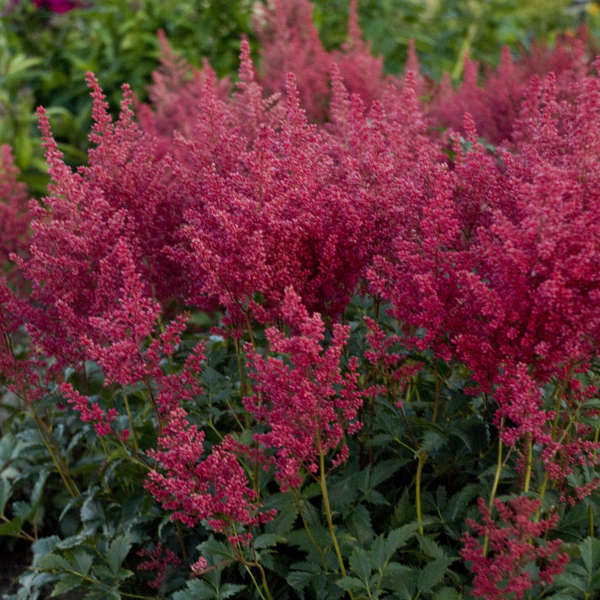 Montgomery astilbe Photo credit & courtesy of Walters Gardens, Inc