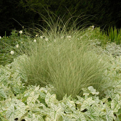 Miscanthus sinensis 'Morning Light' Photo courtesy of Walters Gardens