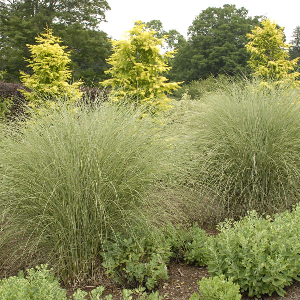 Miscanthus sinensis 'Morning Light' Photo courtesy of Walters Gardens