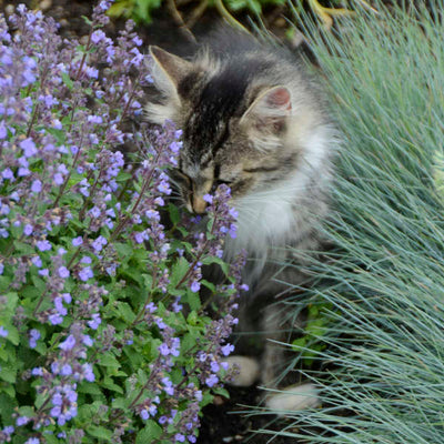 Nepeta Purrsian Blue with a cat by it Photo courtesy of Walters Gardens