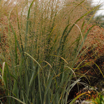 Northwind grass Photo courtesy of Walters Gardens, Inc
