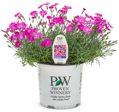 Dianthus 'Paint the Town Fuchsia' Photos courtesy of Proven Winners - www.provenwinners.com