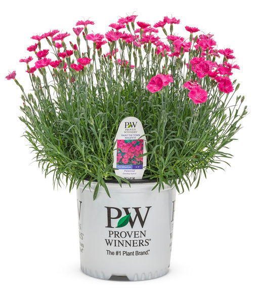 Dianthus 'Paint the Town Magenta',Photo courtesy of Proven Winners - www.provenwinners.com