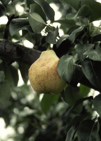 Pear Bartlett | Photo courtesy of Bailey Nurseries