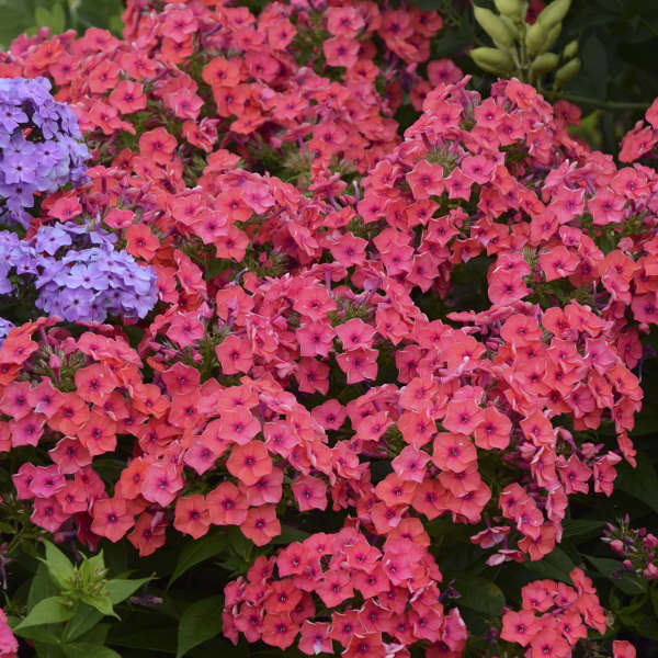 Phlox 'Flame Coral' Photo courtesy of Walters Gardens, Inc