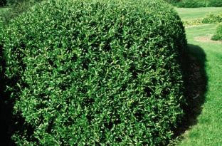 Cheyenne Privet photo courtesy of Bailey Nurseries