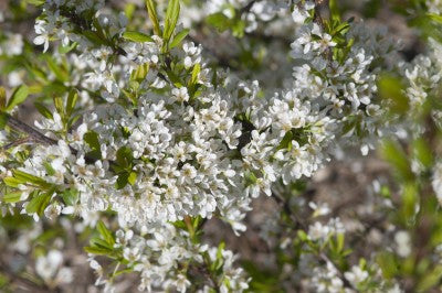 Plum Black Ice flowers photo courtesy of Bailey Nurseries