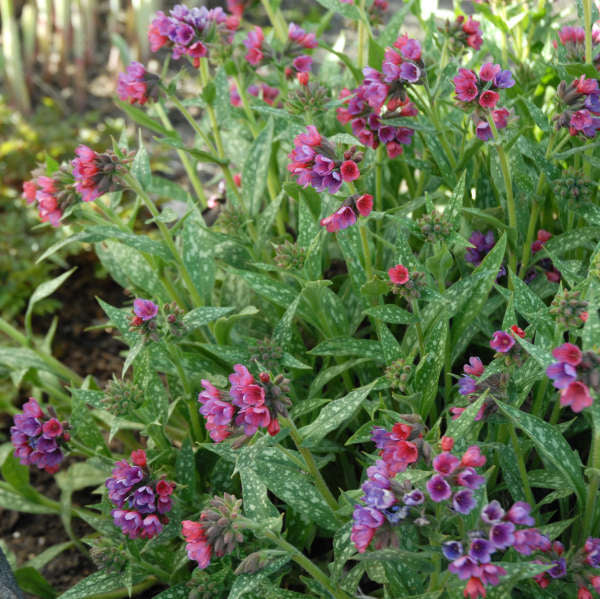 Pulmonaria Raspberry Splash for sale | Shop Stuart's – Stuart's ...