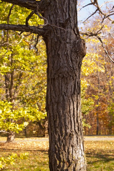 Bur oak's bark, Photo courtesy Bailey Nurseries, Inc