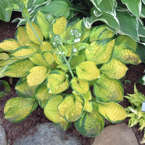 rainforest sunshine hosta photo courtesy of Walters Gardens