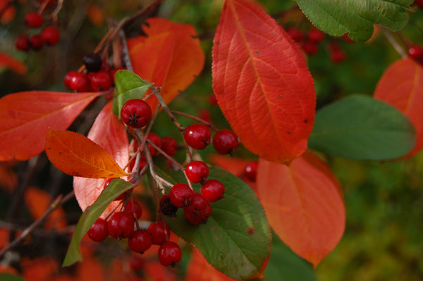 Brilliant Red Chokeberry fall color and berries