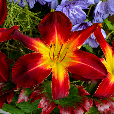 ruby spider daylily flowers photo courtesy of Walters Gardens Inc