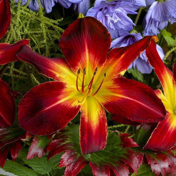 ruby spider daylily flowers photo courtesy of Walters Gardens Inc