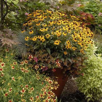 Rudbeckia 'Little Goldstar' photo courtesy of Walters Gardens