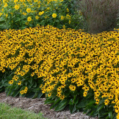 Rudbeckia 'Little Goldstar' photo courtesy of Walters Gardens