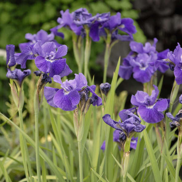 Ruffled velvet iris Photo courtesy of Walters Gardens