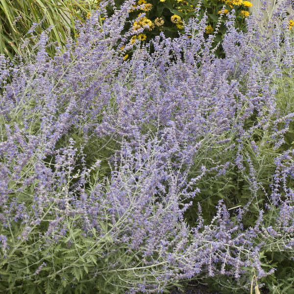 Russian Sage photo courtesy of Walters Gardens