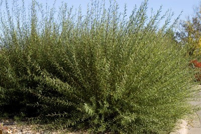 Willow Arctic Blue Dwarf, photo courtesy of Bailey Nurseries
