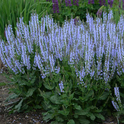 Salvia Crystal Blue Photo courtesy of Walters Gardens