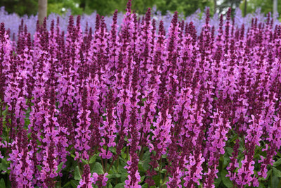 Salvia 'Lyrical™ Rose' Photo credit & courtesy of “Star® Roses and Plants”