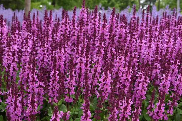 Salvia 'Lyrical™ Rose' Photo credit & courtesy of “Star® Roses and Plants”