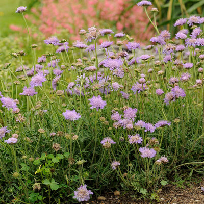 Scabiosa Butterfly blue photo courtesy of Walters Gardens