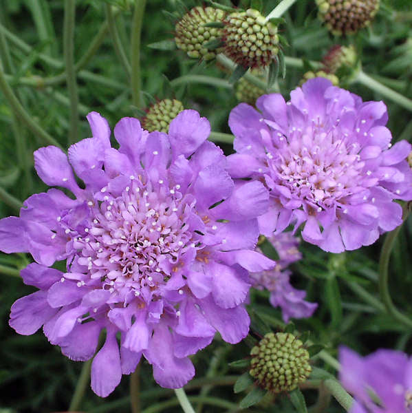 Scabiosa Butterfly blue photo courtesy of Walters Gardens