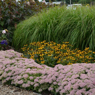 Sedum Pure Joy Photo credit & courtesy of Walters Gardens, Inc