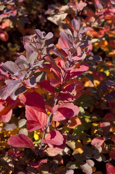 Spirea Birchleaf fall red color Photo courtesy of Bailey Nurseries