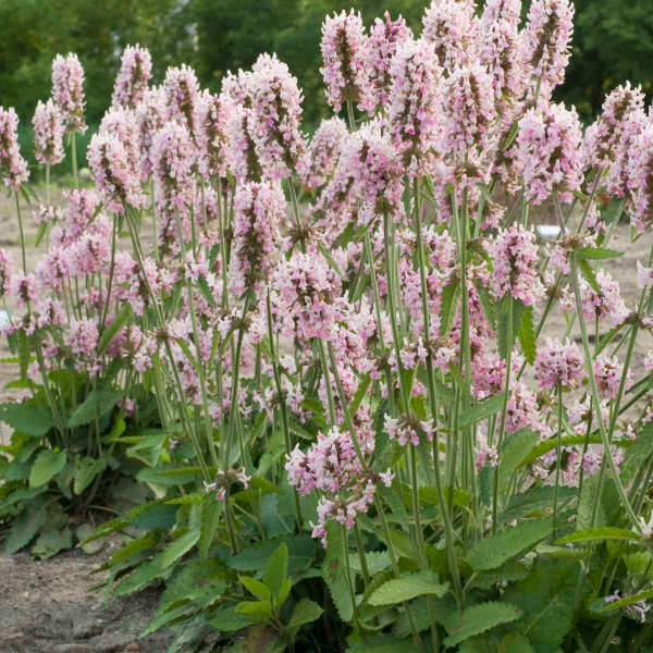 Stachys Pink Cotton Candy Photo courtesy of Walters Gardens