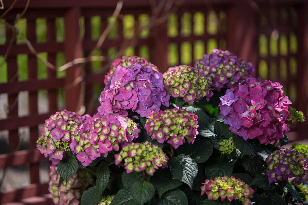 Hydrangea Summer crush photo courtesy of Bailey Nurseries Inc.