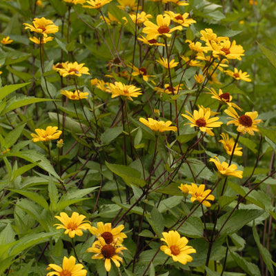 summer nights heliopsis flowers photo courtesy of Walters Gardens Inc